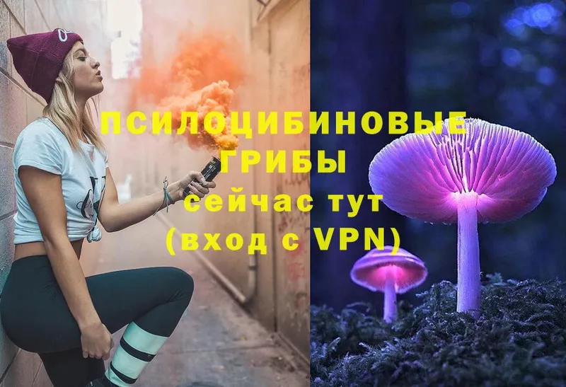 купить наркоту  блэк спрут tor  Галлюциногенные грибы Cubensis  Заполярный 